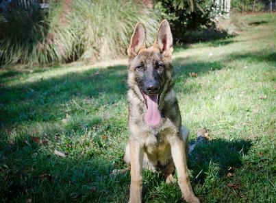 ... Personal Protection Dogs, Working Dogs &amp; Guard Dogs, Ocala Florida