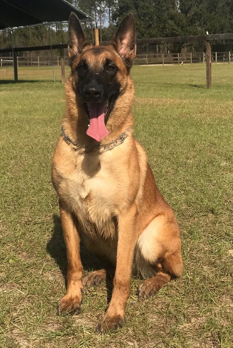 suki