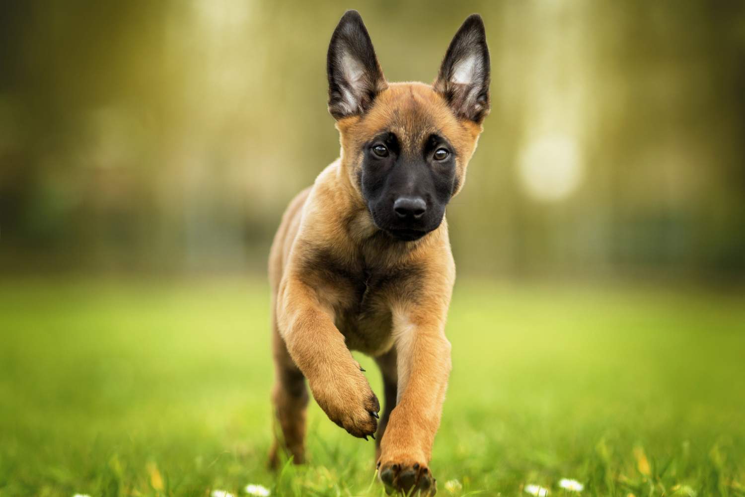 8 Tips For Raising A Happy Belgian Malinois Puppy Macesmalinois 8 Tips For Raising A Happy Belgian Malinois Puppy Macesmalinois