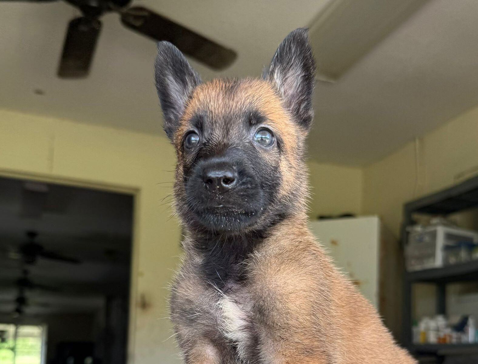 Gunner