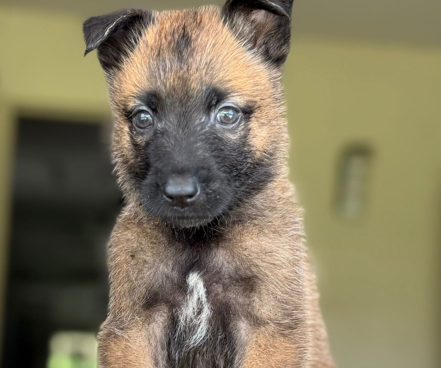 Ranger